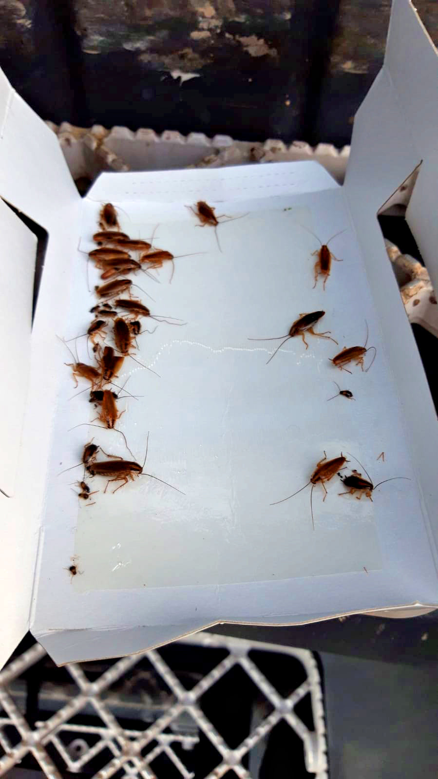 Knock Pest Insectenval Groot