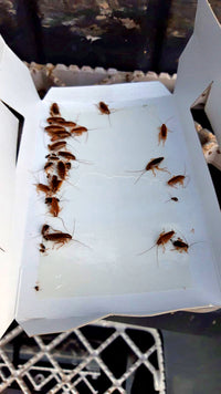 Knock Pest Insectenval Groot