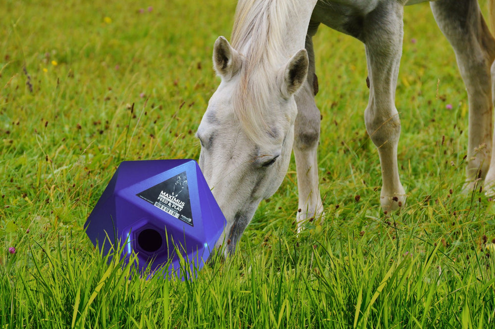 Maximus Feed & Play Blauw