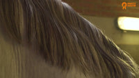 Paardenpraat TV Glitter Glamour Spray Regenboog