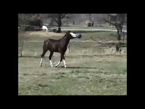 Jolly Ball - Horse