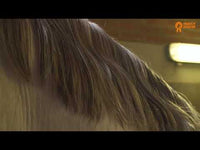 Glitterspray | PaardenpraatTV