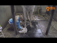Hoefolie | PaardenpraatTV