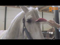 Supreme borstel | PaardenpraatTV