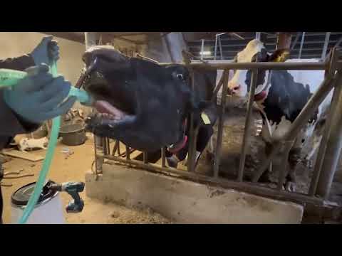 Excellent Cow Drencher Drill Driven
