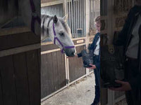 Ambachtelijke Paardenkoekjes