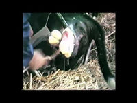 Vink Veeverlosser Calf puller