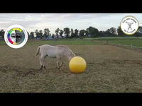 Maximus Power Play Ball