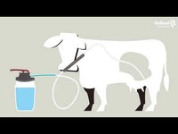 Cow Drencher (NL)