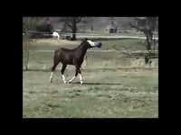 Jolly Ball - Horse