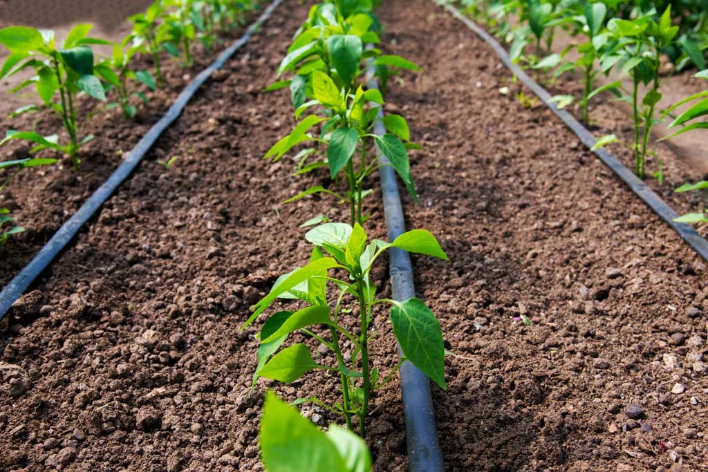Druppelslang tussen jonge planten in een moestuin