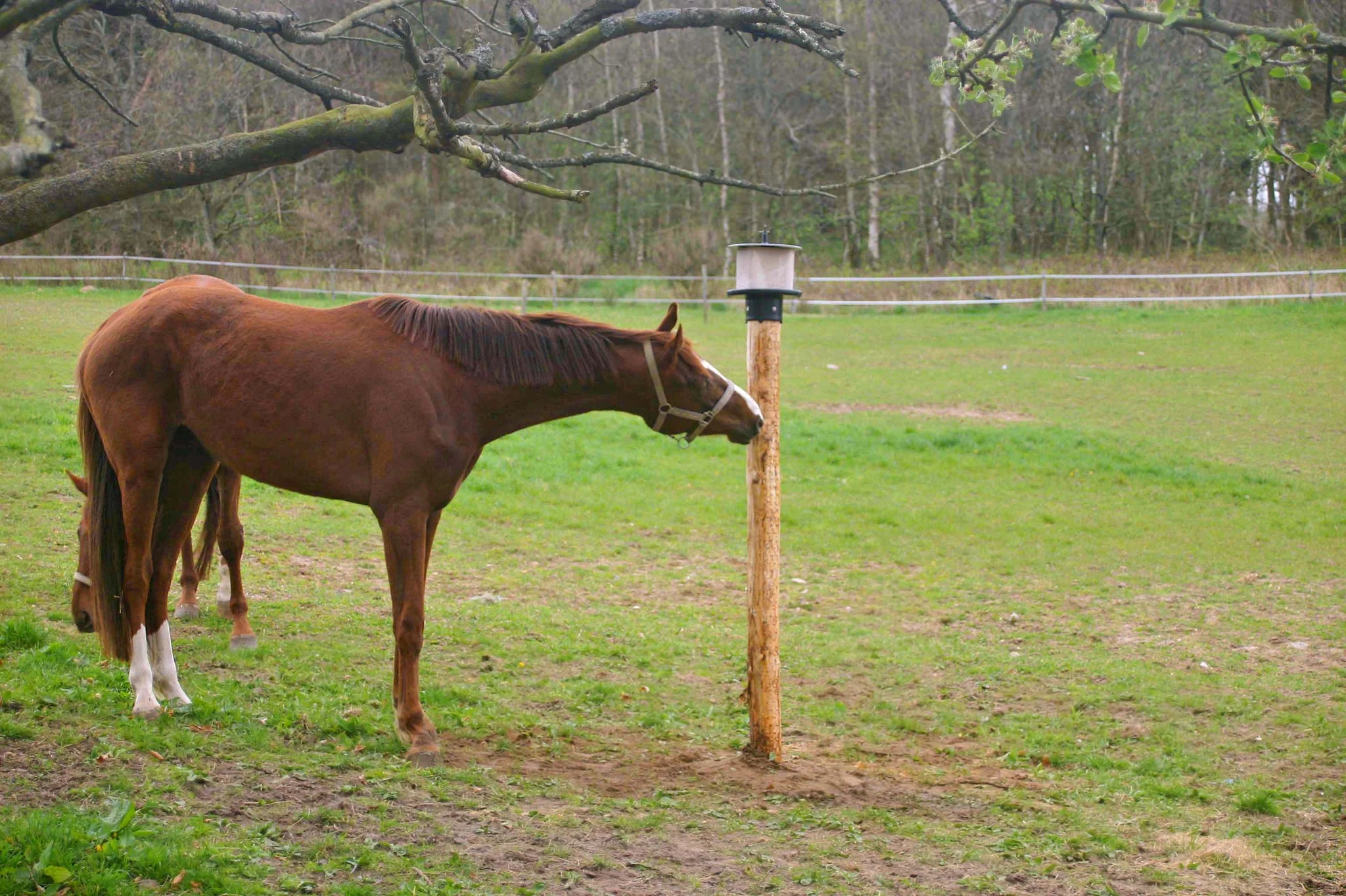 Vieh & Pferd