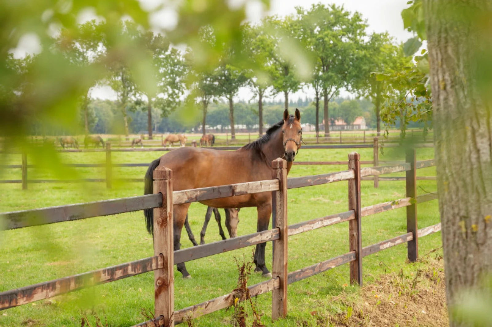 Paard achter een houten omheining in de wei
