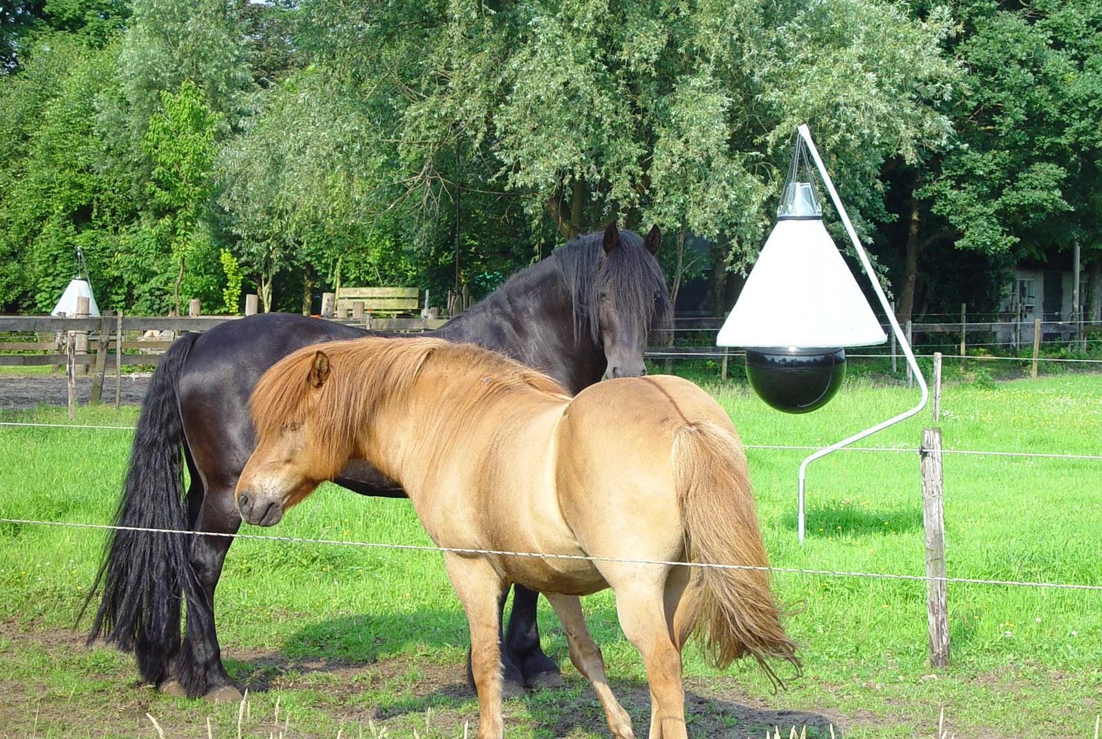 Dazenval in een paardenwei
