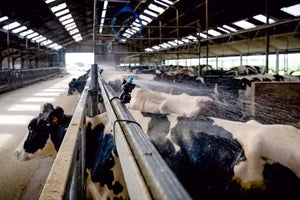 Koeling en water langs het voerhek in een melkveestal