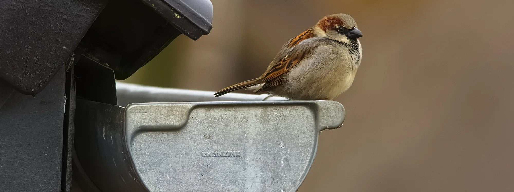 Halbrunde Dachrinne aus Zink mit Endstück