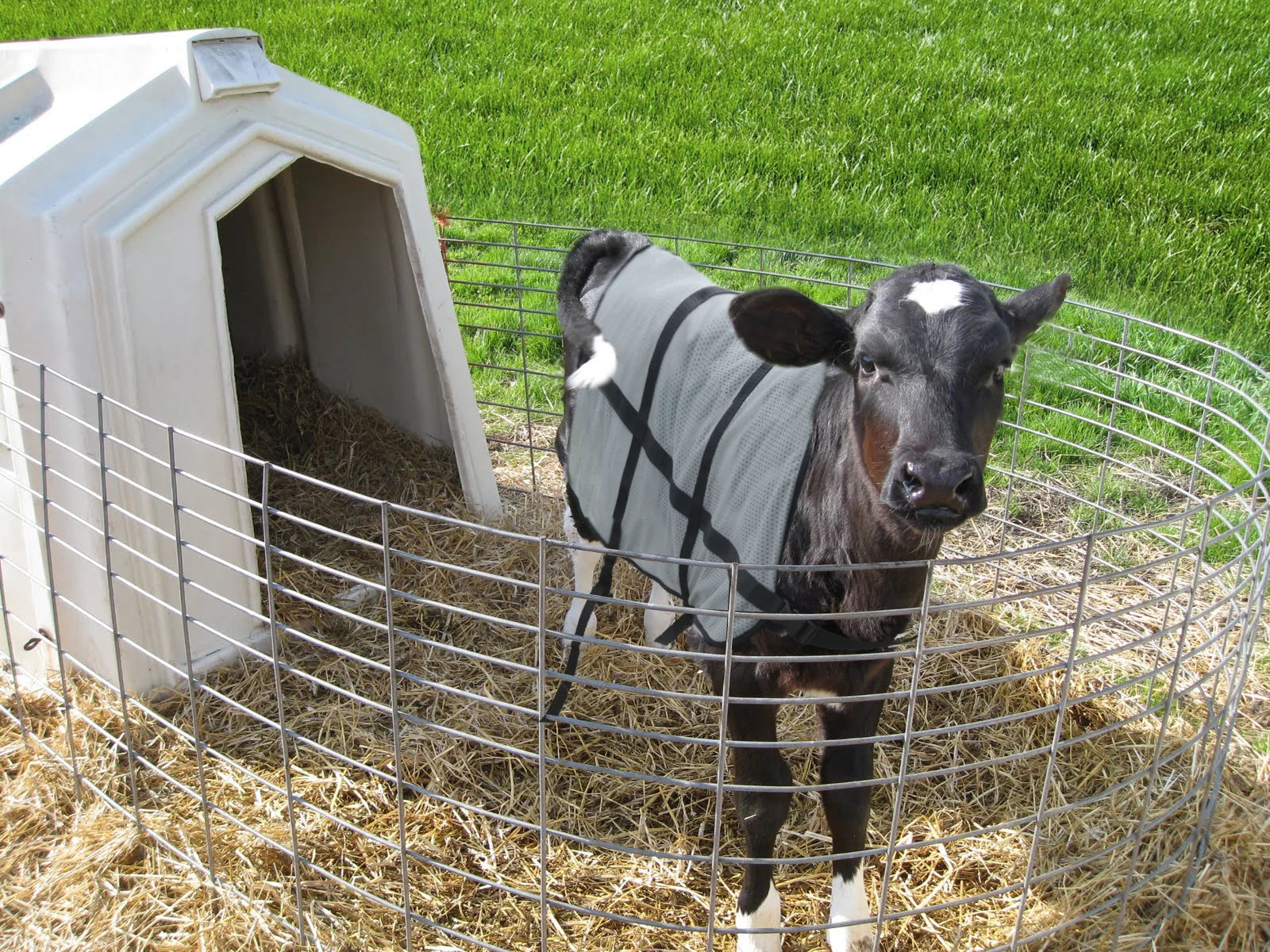 Kalf met zomerdekje bij de kalverhut