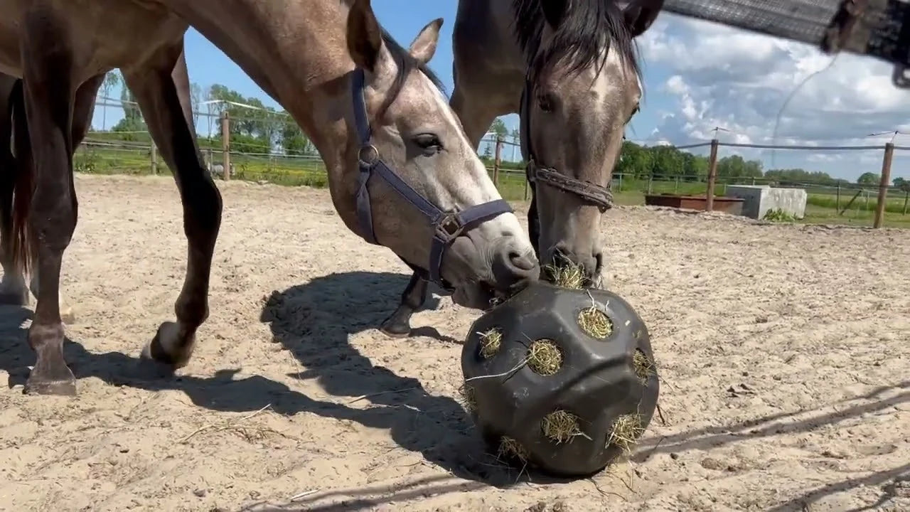 Twee paarden in een zonnige paddock